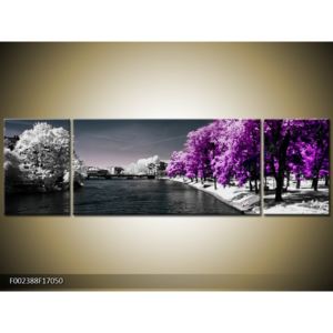 Obraz fialové aleje stromů (F002388F17050)