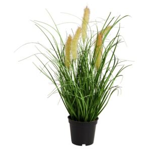 FLORISTA Sítina tráva v květináči 8 cm