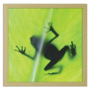 CARO Obraz v rámu - Frog On A Green Leaf 30x30 cm Přírodní