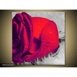Obraz orosené červené růže (F003620F3030)