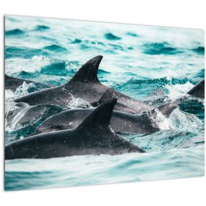 Obraz - Delfíni v oceáně (70x50 cm)