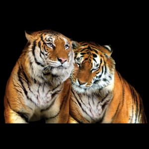 Fototapeta, Tapeta Loving Tigers, (211 x 91 cm)