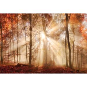 Fototapeta, Tapeta Autumn Trees Forest Sunshine, (254 x 184 cm)