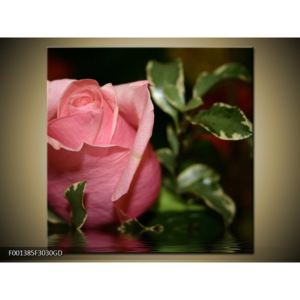 Obraz jemné růže (F001385F3030GD)