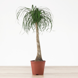 Sloní noha - 110cm | ø27cm